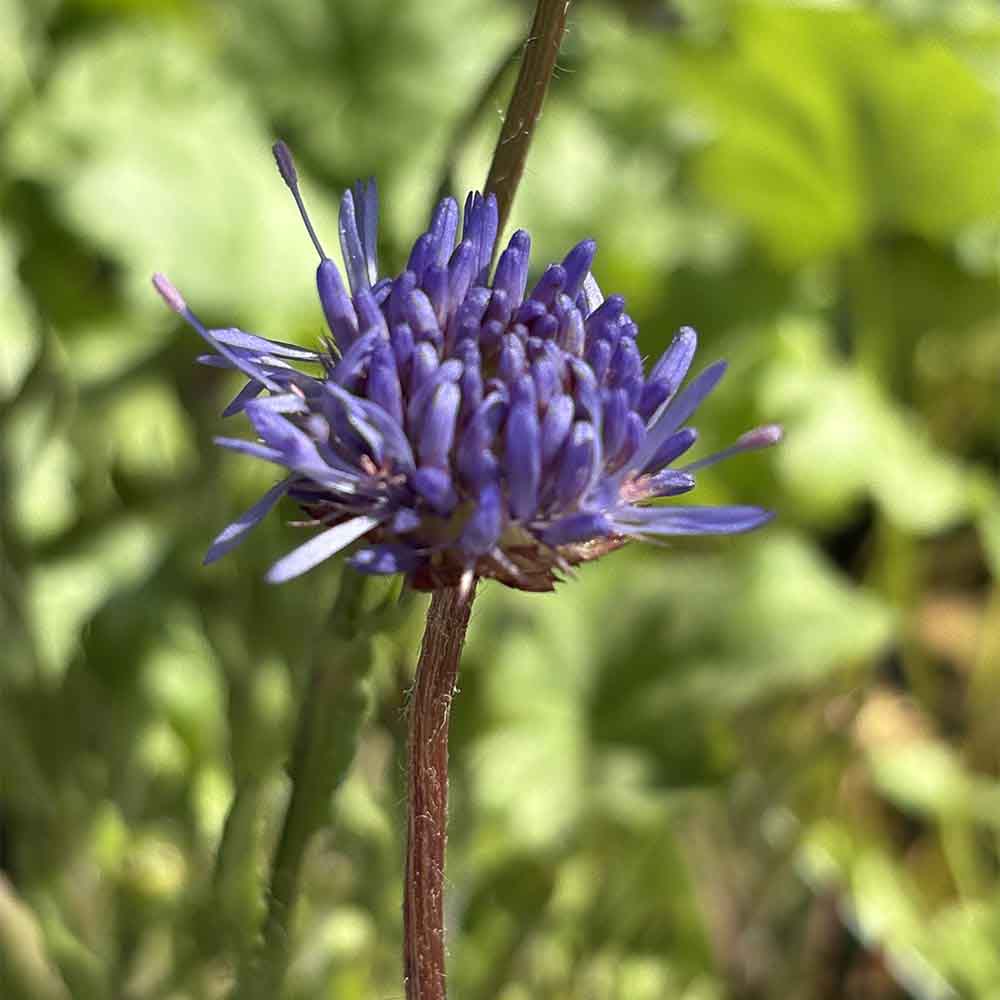 Blåmunke, JASIONE laevis 'Blaulicht' - 1 L Potte