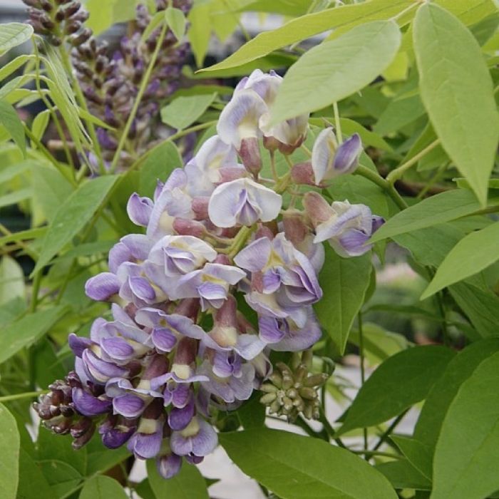  Amerikansk Blåregn, Wisteria Amethyst Falls 