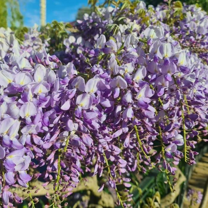 Blåregn, Wisteria sin. Prolific i 23cm potte