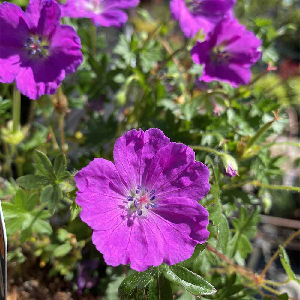 Storkenæb, GERANIUM sang, Max Frei, 10 cm potte.