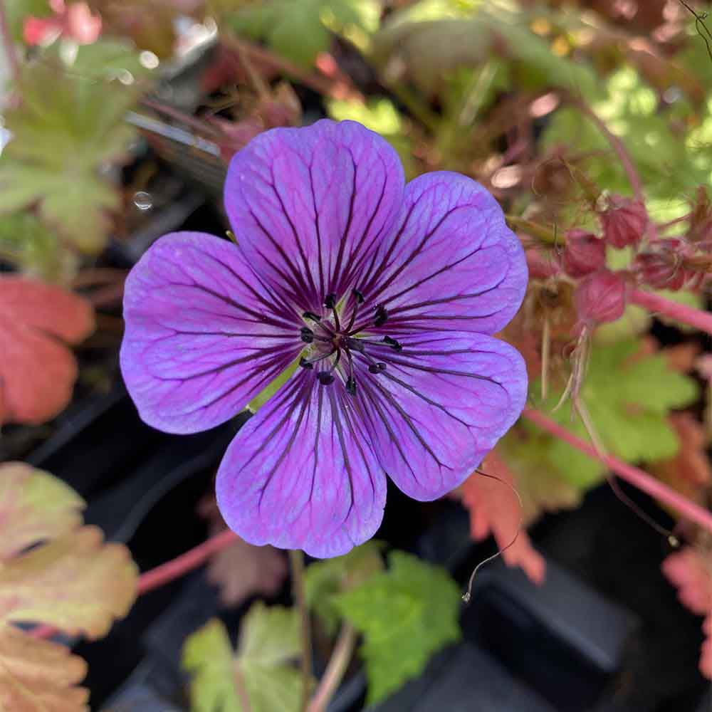 Storkenæb, GERANIUM hybrid Pink Penny i 1 L potte.