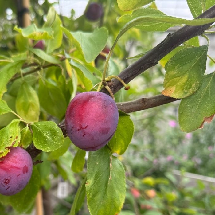 Blommetræ, Prunus Domestica 'Opal'
