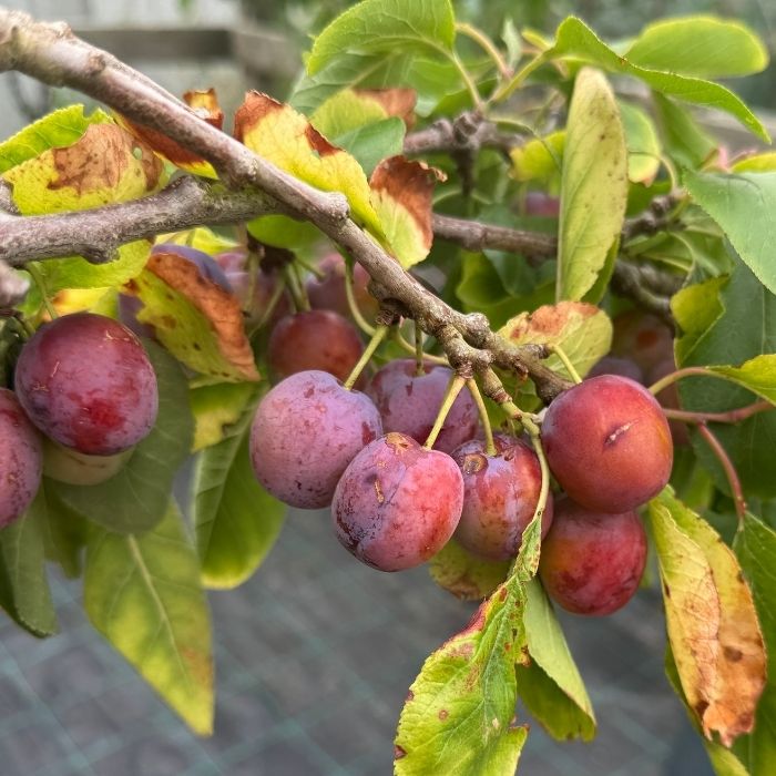 Blommetræ, Prunus Domestica 'Opal' - 3/4 år - 37,5L