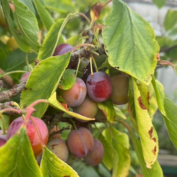 Blommetræ, Prunus Domestica 'Opal' - 3/4 år - 37,5L