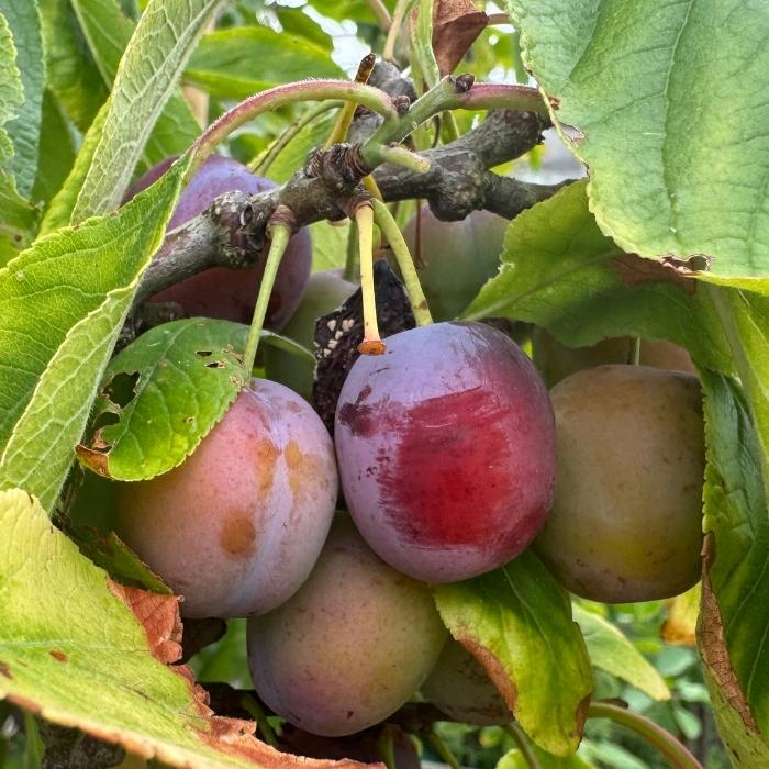 Blommetræ, Prunus Domestica 'Opal' - 3/4 år - 37,5L