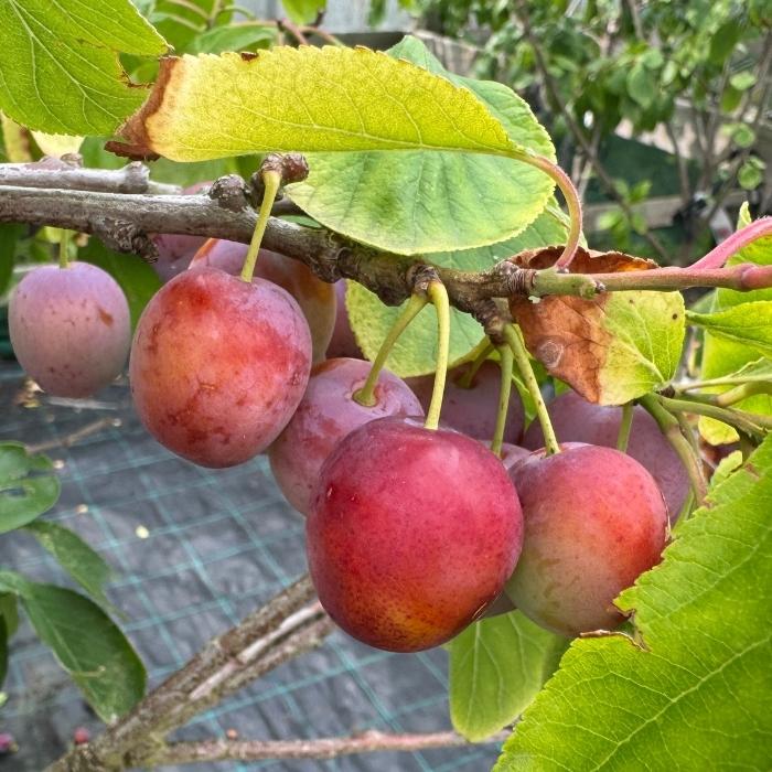 Blommetræ, Prunus Domestica 'Opal' - 3/4 år - 37,5L