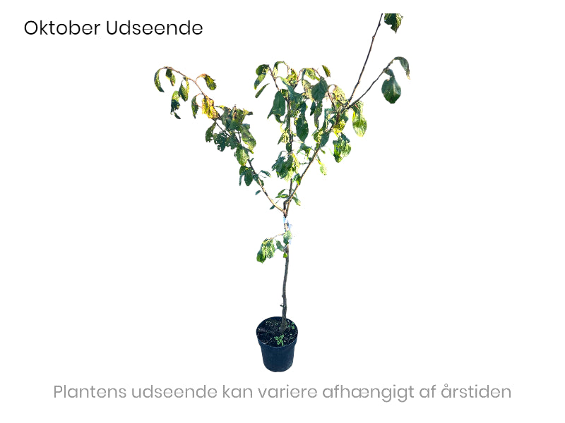 Prunus Dom. 'Reine Claude D'Quillins', størrelse 4-8 gram pr. stk.