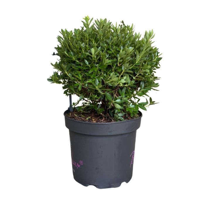Rhododendron, Bloombux ´Pink´ Kugel - 5l potte
