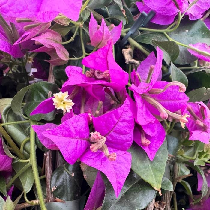 BOUGAINVILLEA SANDERIANA PYRAMID D.17