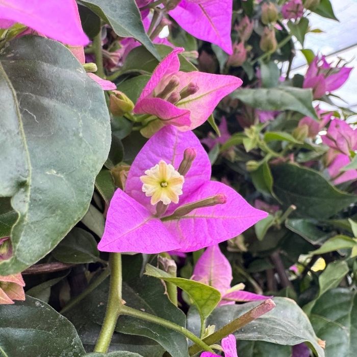 BOUGAINVILLEA SANDERIANA PYRAMID D.17