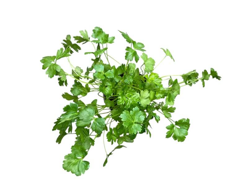 Persille bredbladet, Petroselinum hortense - 12 cm potte