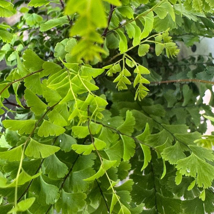 Canadisk venushår, ADIANTUM pedatum 'Imbricatum'