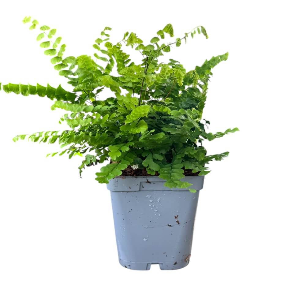 Canadisk venushår, ADIANTUM pedatum 'Imbricatum' - 1 L Potte