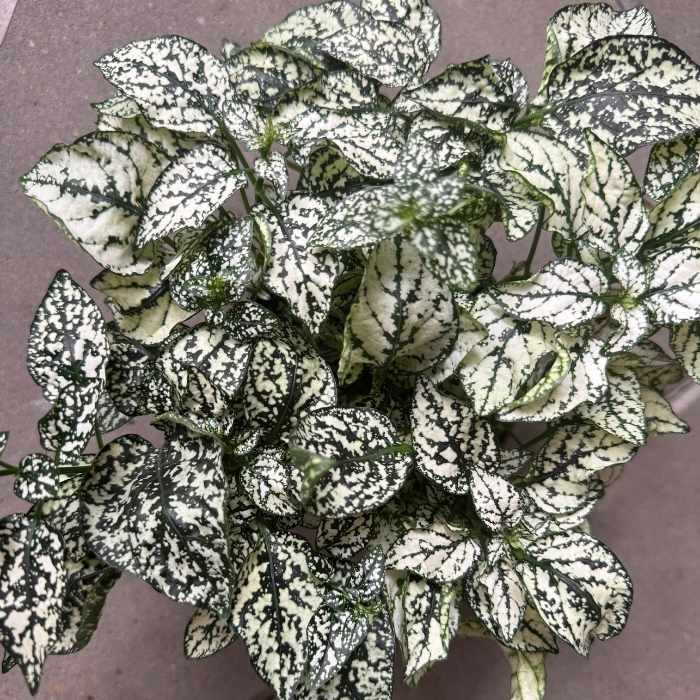 Fregnefjæs 'Carmin' (Hypoestes phyllos. 'Carmin'), 11 cm potte