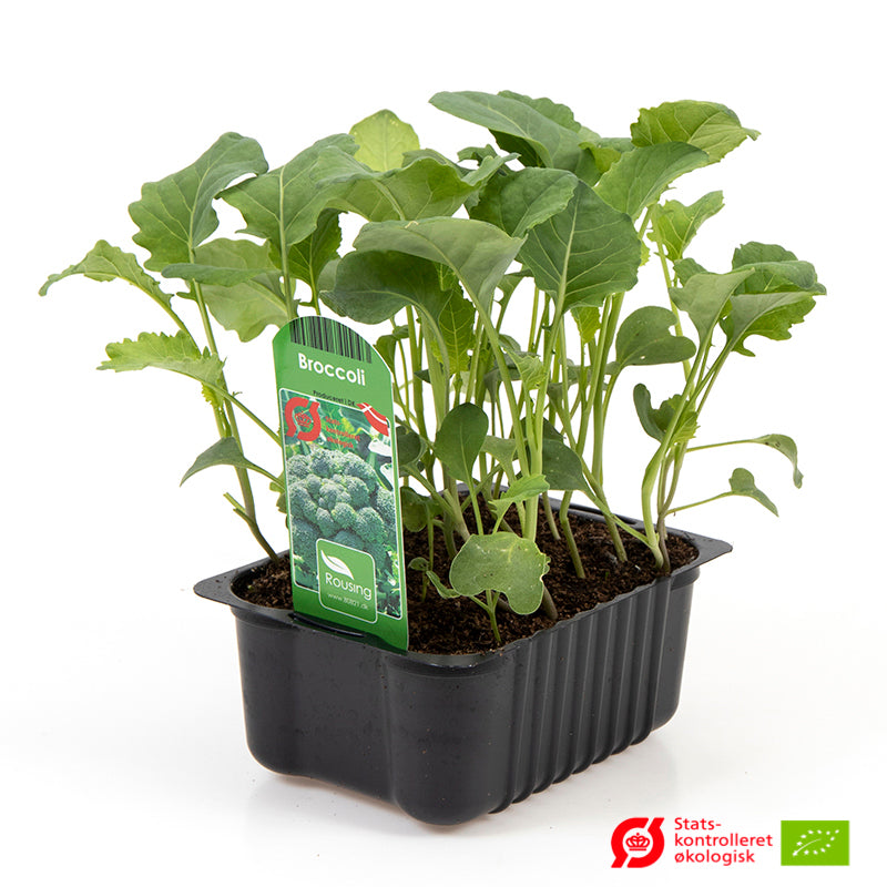 BROCCOLI I box