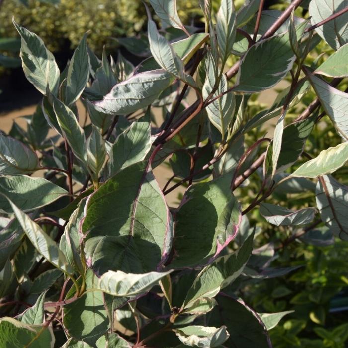 Broget Kornel, Cornus Alba Miracle 