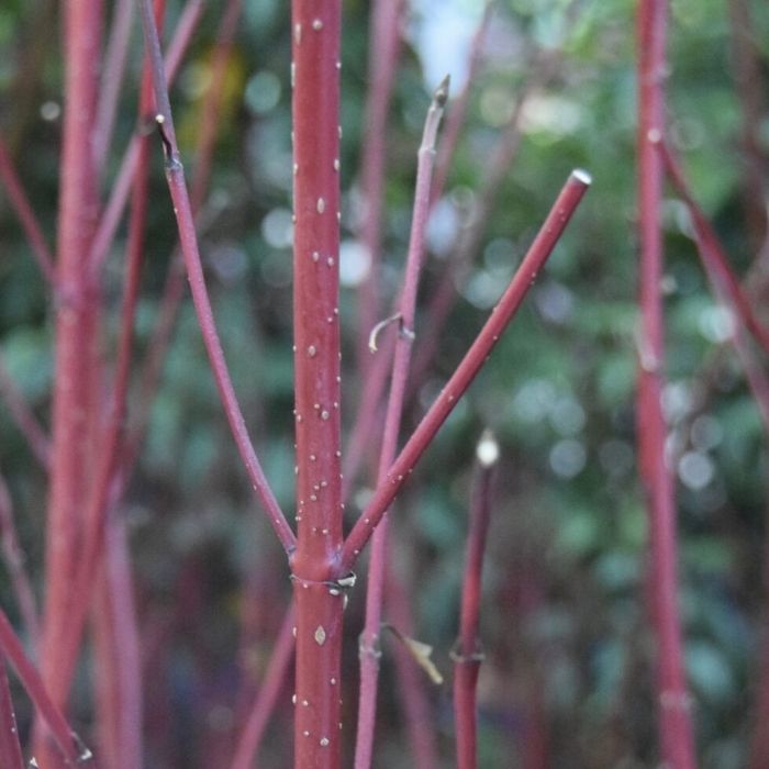 Broget Kornel, Cornus Alba Miracle 