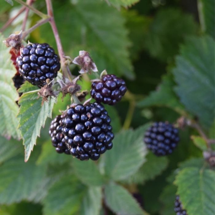 Tornfri brombær, Rubus fruticosus ´Thornfree´
