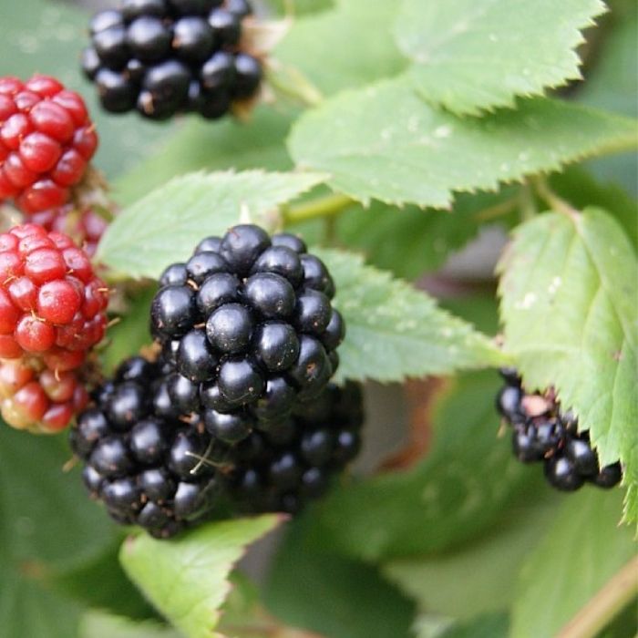 Tornfri brombær, Rubus fruticosus ´Thornfree´
