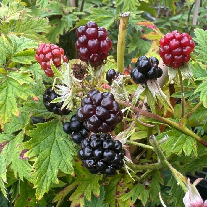 Tornfri brombær, Rubus fruticosus ´Thornfree´