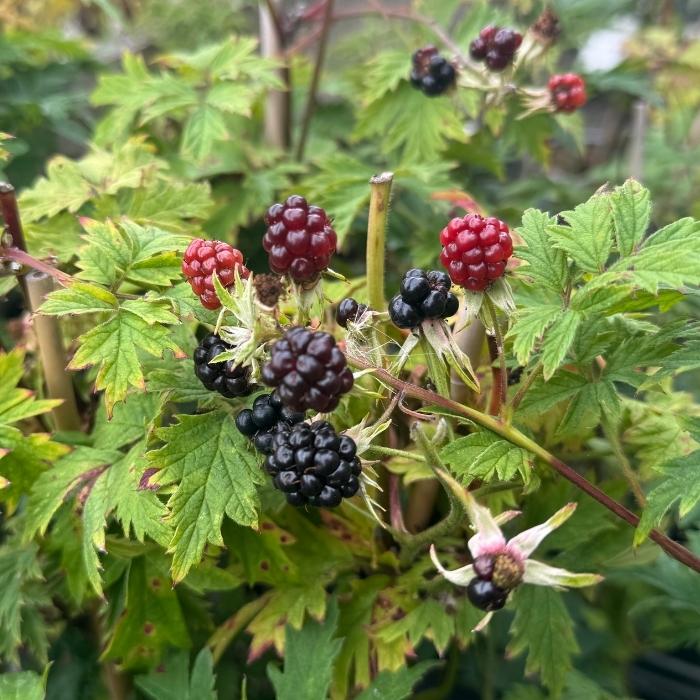 Tornfri brombær, Rubus fruticosus ´Thornfree´
