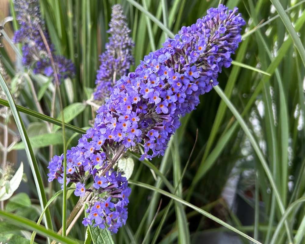 Sommerfuglebusk Buddleja Dav. Ellens Blue i 5 L potte.