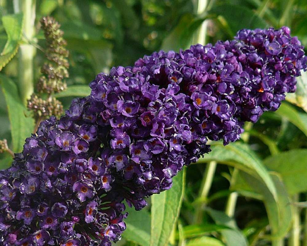 Sommerfuglebusk Buddleja Dav. Black Knight i 5 L potte