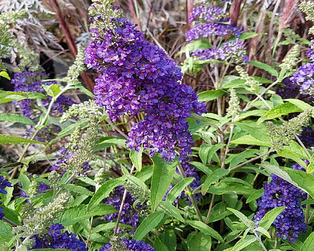 Sommerfuglebusk Buddleja davidii 'Buzz Midnight', størrelse C 3,4.