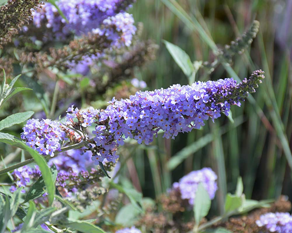 Buddleja Glass Slippers® sommerfuglebusk i 5 L potte.