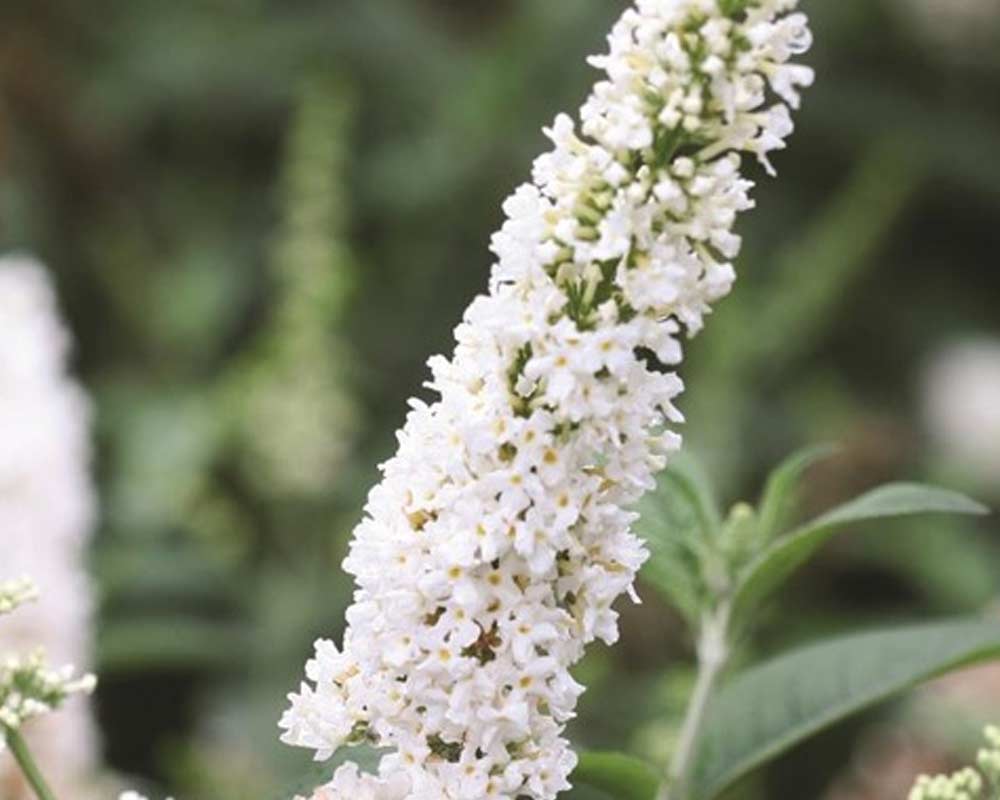 Sommerfuglebusk Buddleja X Miss Pearl® i 5 L potte.