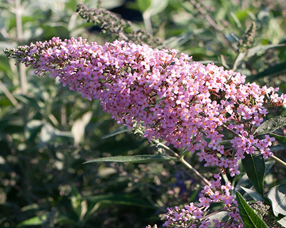 Sommerfuglebusk Buddleja Pink Cascade® i 5 L potte.