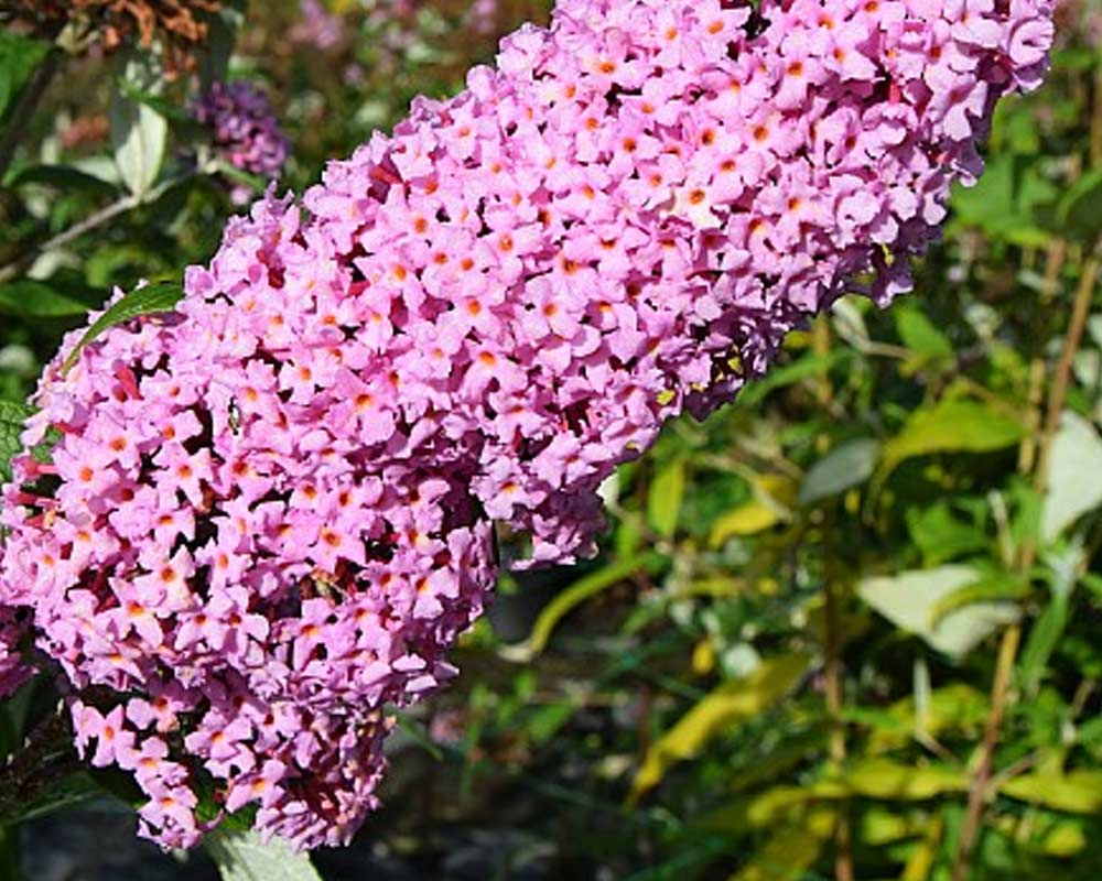 Sommerfuglebusk, Buddleja Dav. Pink Delight i 5 L potte.