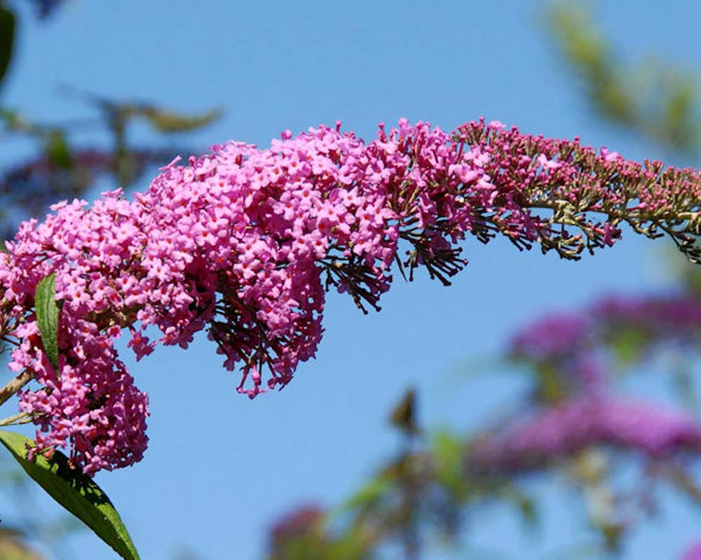 Buddleja Dav. Pink Panther plante i størrelse C 5.