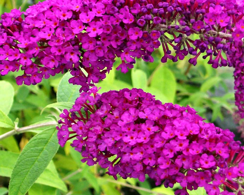 Sommerfuglebusk, Buddleja Dav. Royal Red i 5 L potte.