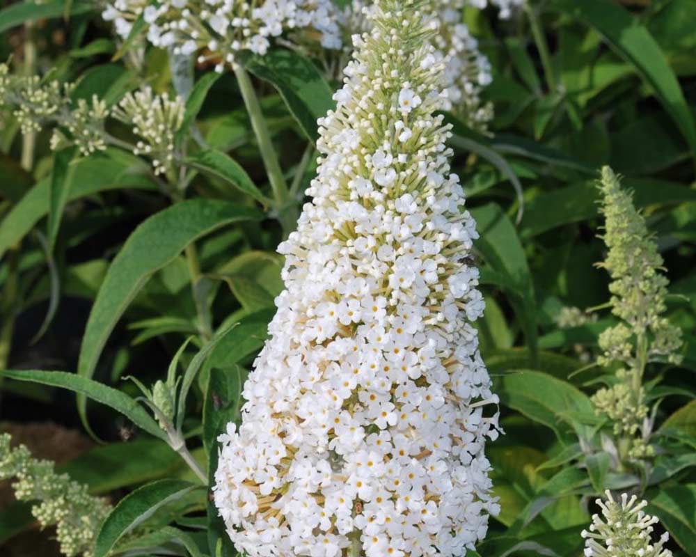 Sommerfuglebusk, Buddleja Dav. White Profusion i 5 L potte.