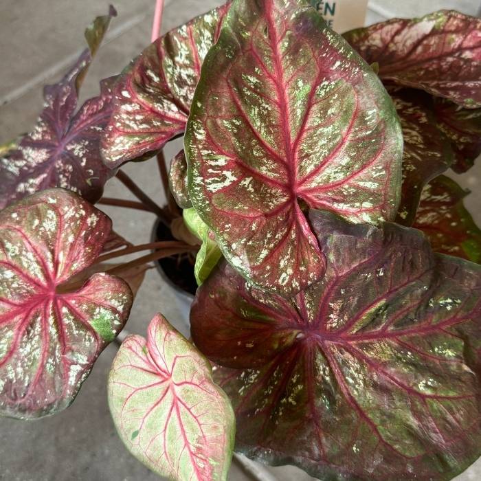 Elefantøre, Caladium bicolor – 12 cm potte – farverige hjerteformede blade