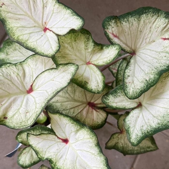 Elefantøre, Caladium ´white´ - 12 cm potte