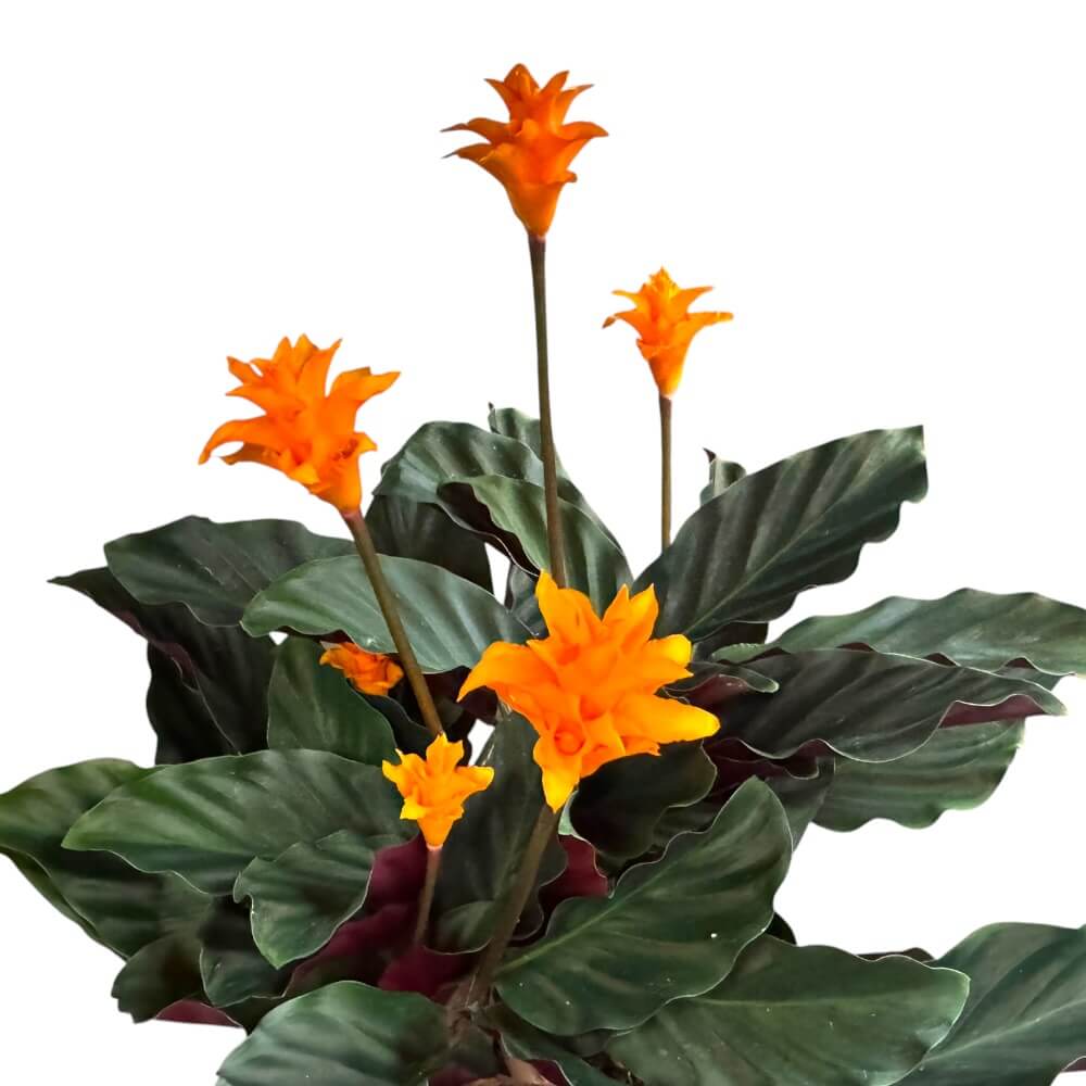 Inkakrone, Calathea Crocata - 14 cm potte