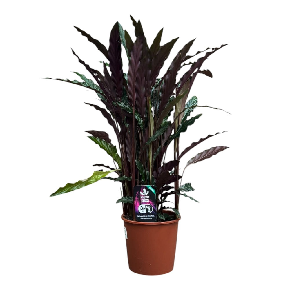 Calathea Elgergrass - 17 cm potte