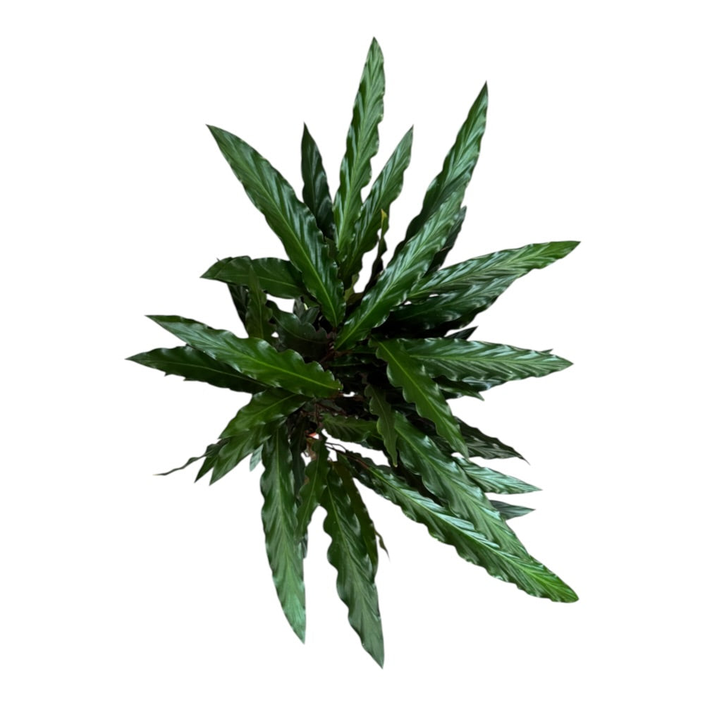 Calathea Elgergrass - 17 cm potte