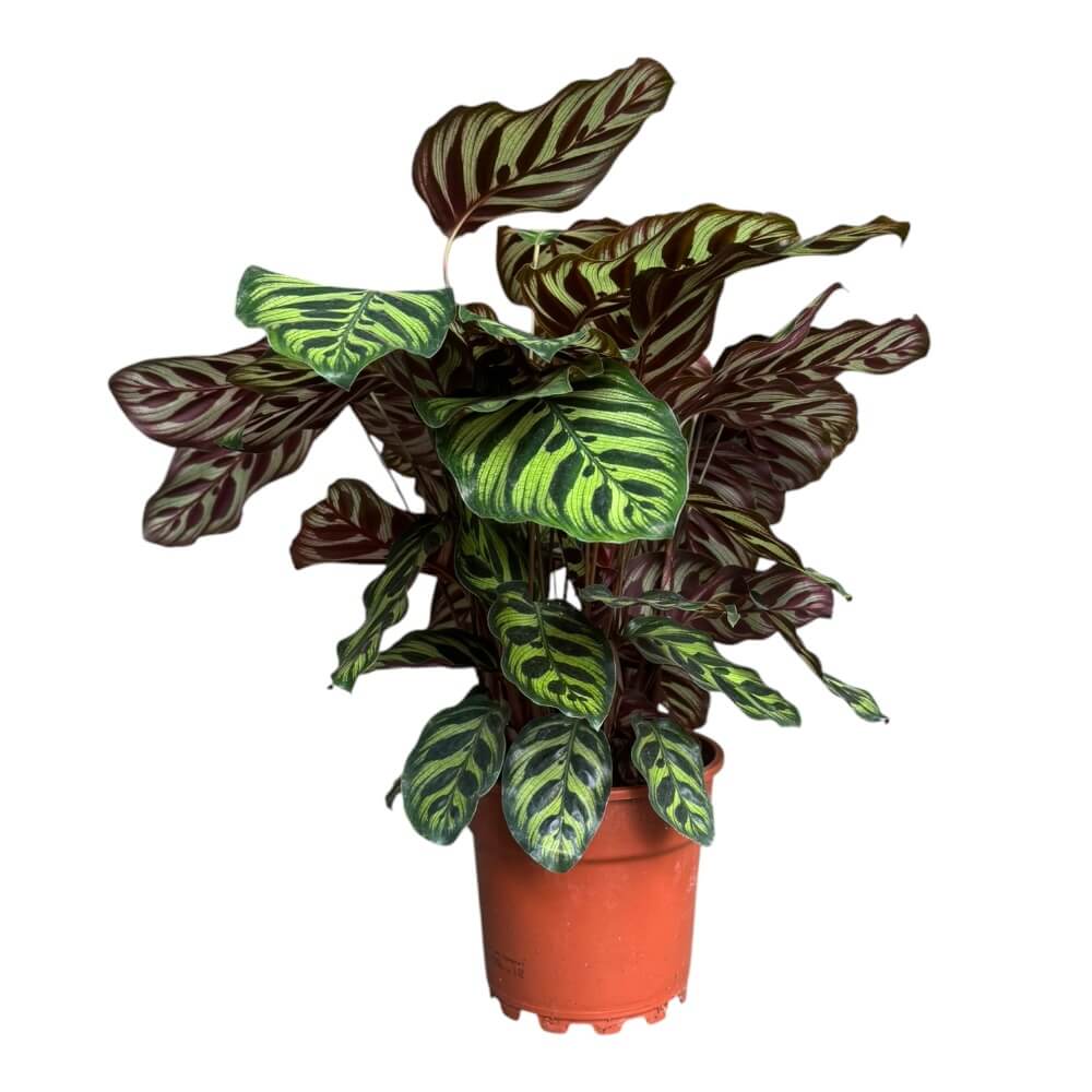 Fiskebensplante, Calathea makoyana - 17 cm potte