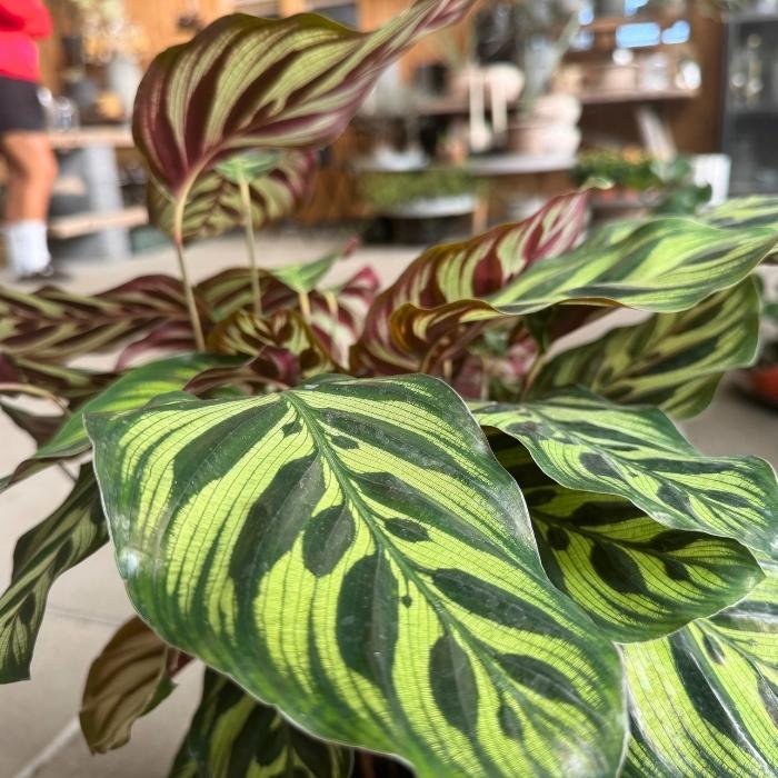 Fiskebensplante, Calathea makoyana - 17 cm potte