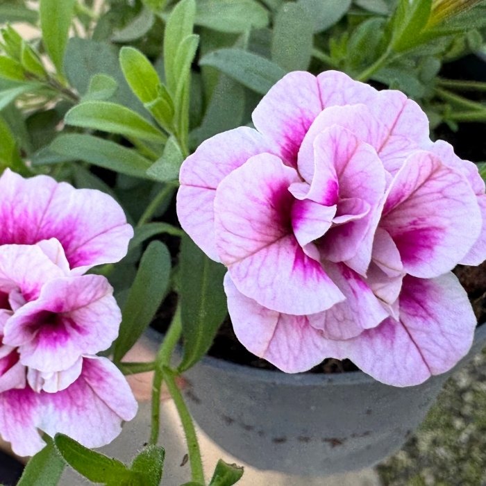 Calibrachoa 'Double PinkTastic' - 10,5 cm potte