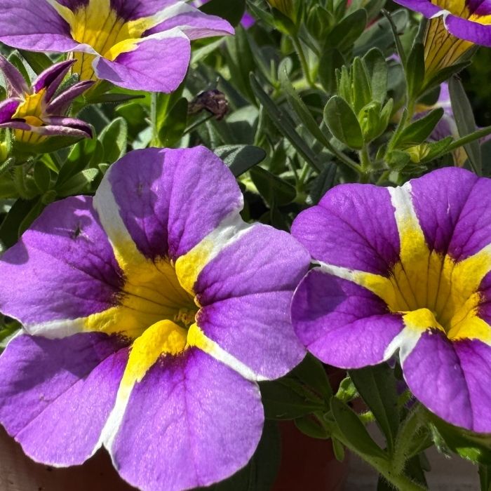 Calibrachoa Rave Blue - 13 cm potte