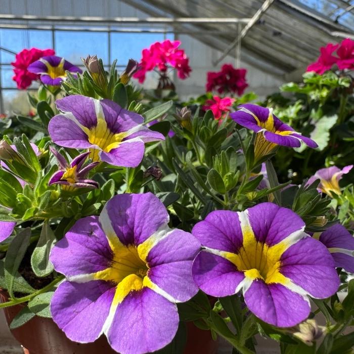 Calibrachoa Rave Blue - 13 cm potte