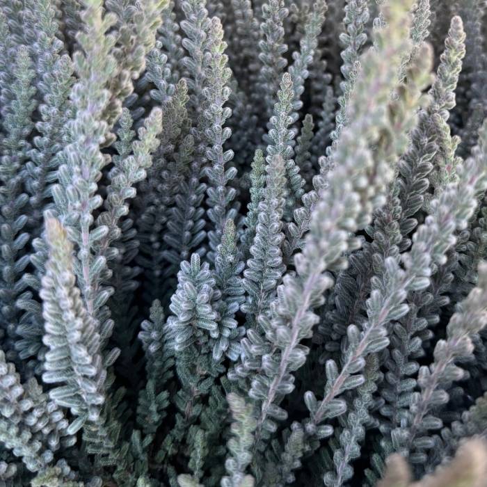 Efterårslyng, Calluna vulg. 'Garden Girl Fluffy' 