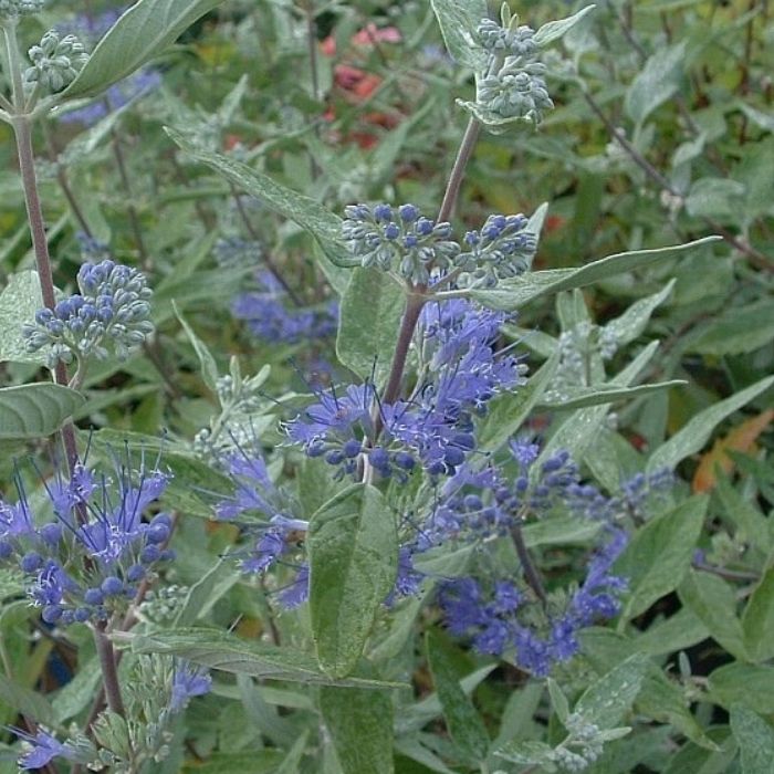 Blåskæg, Caryopteris cland. 'Heavenly Blue' - 6,5L potte - h50/60 cm