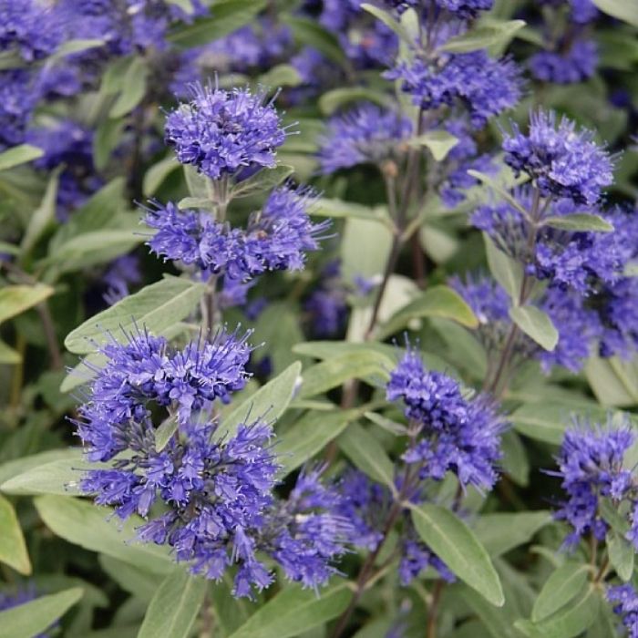 Blåskæg, Caryopteris cland. 'Heavenly Blue' - 6,5L potte - h50/60 cm