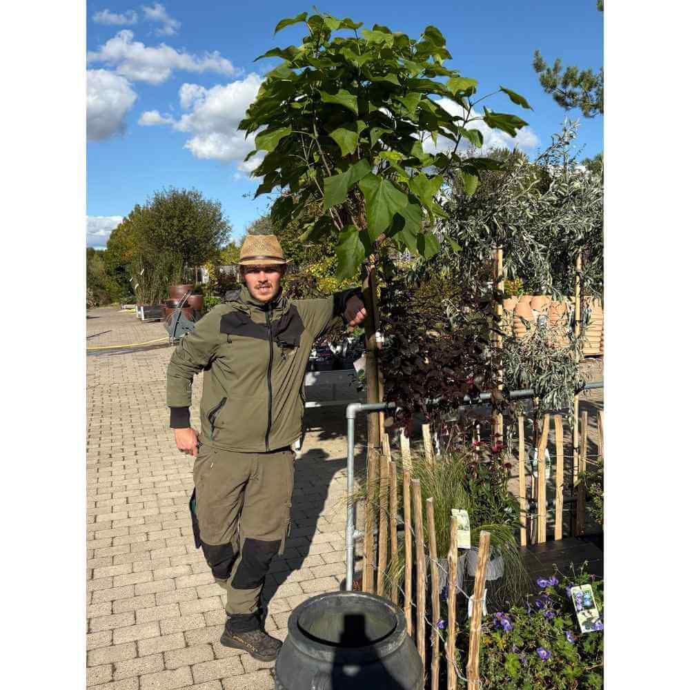 Trompetkrone 'Nana' – det ideelle prydtræ til den lille have