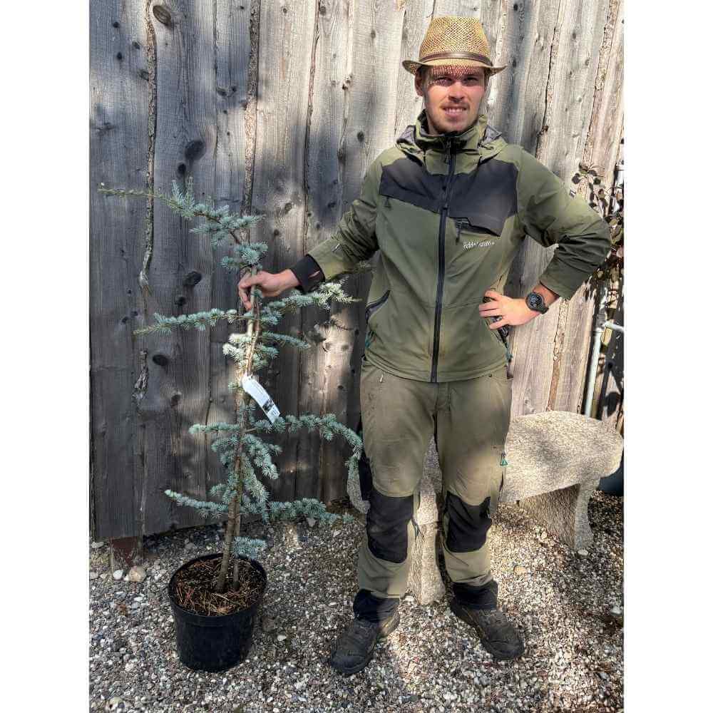 Atlasceder, Cedrus libani 'Glauca' - 80-100cm høj i 10L potte
